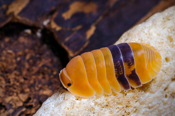 Isopod - Cubaris amber ducky, On the bark in the deep forest, macro shot isopods.