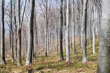 Beech forest in spring on a sunny day