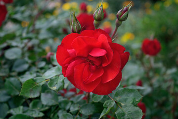Beautiful red rose in the garden.