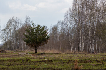 Fototapeta premium Young tree in the field. Young tree.