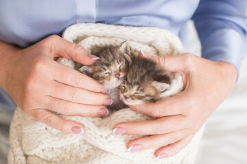 two kittens ivory wool scarf human hands holding caring close up