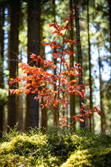 autumn in the forest