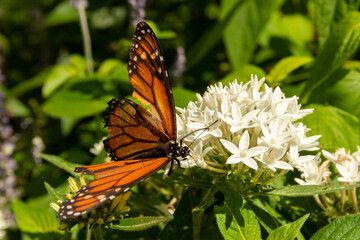 A Monarch butterfly at Leu Gardens in Orlando, Florida.