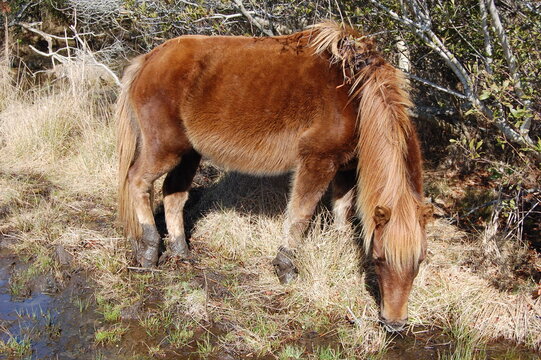 A wild horse drinking from a puddle of rainwater on Assateague Island, in Worcester County, Maryland.