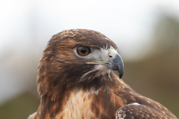 Red-Tailed Hawk at the Avian Reconditioning Center in Orlando, Florida