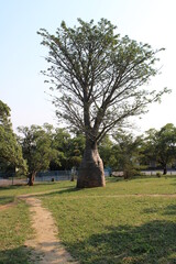 baobab tree in the park