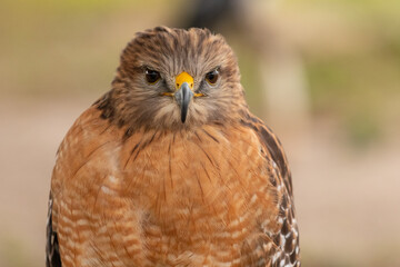 Red Shoulder Hawk at the Avian Reconditioning Center in Orlando, Florida.