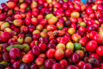 The magic behind coffee