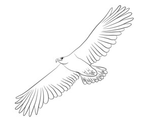 Cartoon flying wild eagle in isolate on a white background. Vector illustration.