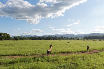 Eswatini (Swasiland) - Mlilwane Wildreservat - Blessbock