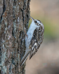 Small Eurasian Treecreeper close up