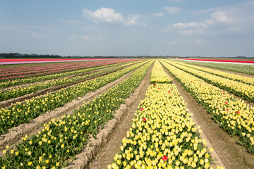 Wonderful spring landscape. Field of blooming yellow tulips, horizon and blue sky.