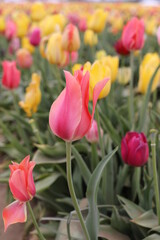 Tulips 