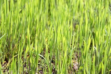 Close up view of green juicy grass on sunny day