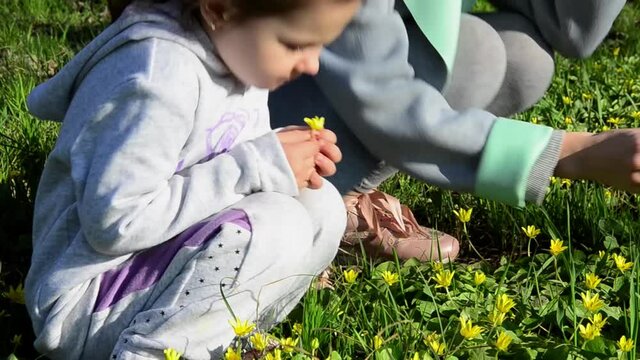 Mother with her little daughter collect a bouquet of spring flowers. A child and his mother are picking flowers in a meadow. Children in the spring. Spring flowers in the hands of mother and daughter