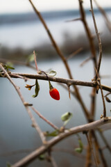 berries on a branch
