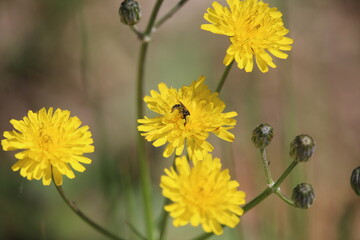 fleur  jaune