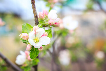 Blooming apple tree in spring time. Close up macro shot of white flowers