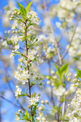 Spring. Bees collects nectar from the white flowers of a flowering cherry on a blurred natural back