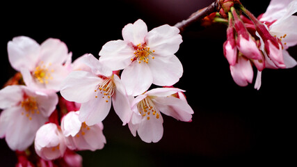 Real pink sakura flowers or cherry blossom close-up.