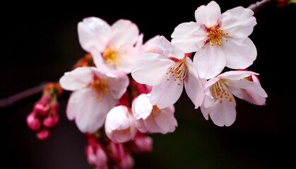 Real pink sakura flowers or cherry blossom close-up.