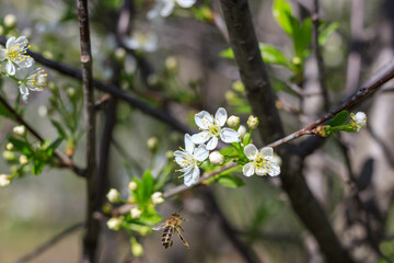 Spring. Bees collects nectar from the white flowers of a flowering cherry on a blurred natural back