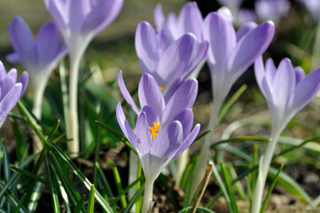 closeup of blooming purple crocuses in springtime