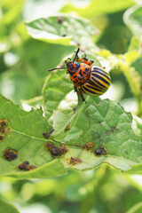 Colorado beetle sitting on a pitted potato leaf. Close-up. A bright vertical illustration about insects, pests of agricultural plants. Fighting the potato bug. Macro
