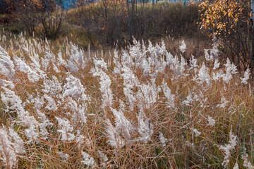 The partially weathered stems of the fluffy reeds sway in the wind