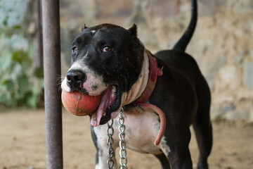 rescued male Pitbull wants to play with a ball