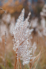 The partially weathered stems of the fluffy reeds sway in the wind