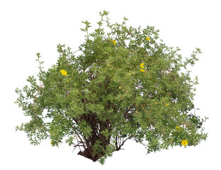 Shrubby cinquefoil isolated on white background.