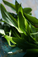 Bunch of freshly picked green leaves of wild garlic on a gray background, close-up. Healthy green leek or wild garlic leaves.
