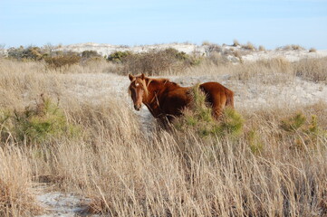 A wild horse roaming Assateague Island, in Worcester County, Maryland.