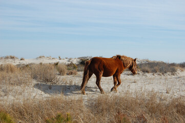 A wild horse roaming Assateague Island, in Worcester County, Maryland.