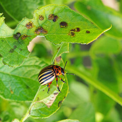 Colorado beetle sitting on a pitted potato leaf. Focus on the pest's legs. Bug eating a plant. Close-up. Square bright illustration about insects, pests of agricultural plants and gardening. Macro