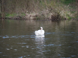 łabędzie, rzeka © Marcin