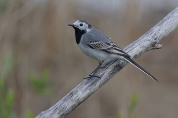 White Wagtail (Motacilla alba)