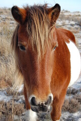 A wild horse roaming Assateague Island, in Worcester County, Maryland.
