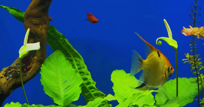 Beautiful blooming Anubias in a freshwater aquarium. Blooming Anubias flower in an aquarium. Close-up flower of an aquarium plant. Green plant with fish in water.