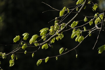 new leaf of a Tilia in spring in a park in geneva switzerland