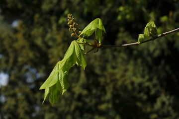 new leaf of an Aesculus hippocastanum, the horse chestnut in spring in a park in geneva switzerland