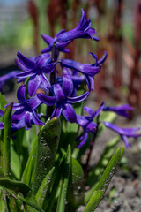 blooming blue hyacinth