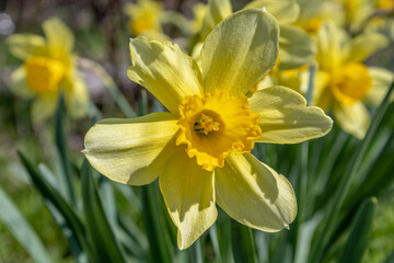 Yellow daffodils