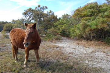 A wild horse roaming Assateague Island, in Worcester County, Maryland.