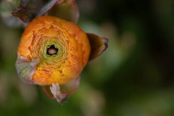 Close upthe bud of an orange ranunculus, photographed from above, with water droplets in spring