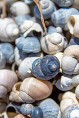 much, maritime, colorful, shining, seaside, shellfish, glaring, naval, littoral, spiral, abstract, background, beach, beautiful, black, blue, closeup, concept, donskoy natural park, grey, group, holid