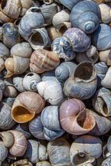 much, maritime, colorful, shining, seaside, shellfish, glaring, naval, littoral, spiral, abstract, background, beach, beautiful, black, blue, closeup, concept, donskoy natural park, grey, group, holid