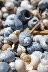 much, maritime, colorful, shining, seaside, shellfish, glaring, naval, littoral, spiral, abstract, background, beach, beautiful, black, blue, closeup, concept, donskoy natural park, grey, group, holid