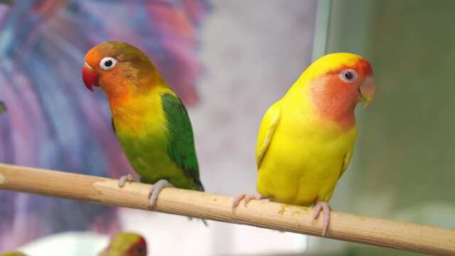 birds are inseparables. large, colorful, beautiful parrots. 